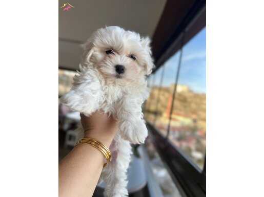 Babalık hakkı gelen Shıtxu yavrumuz