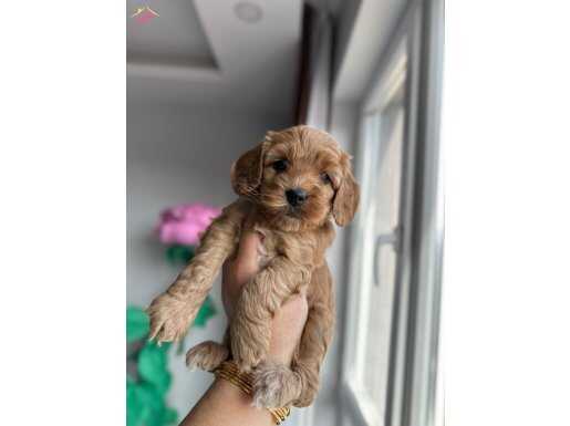 HarikaRed Maltipo yavrularımız