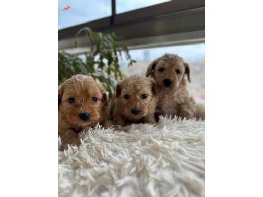 Harika mını Maltıpo bebekler