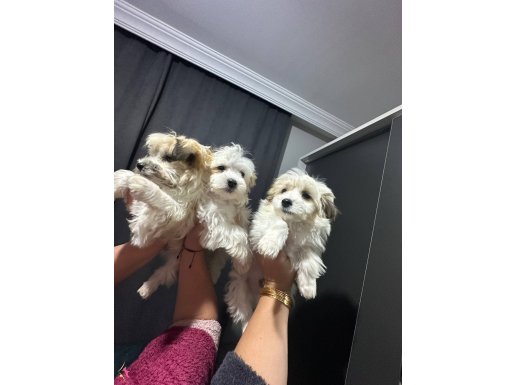 Gerçek morkı yavrularımız