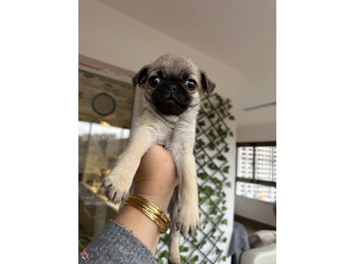 Sevımlı pug mops bebekler