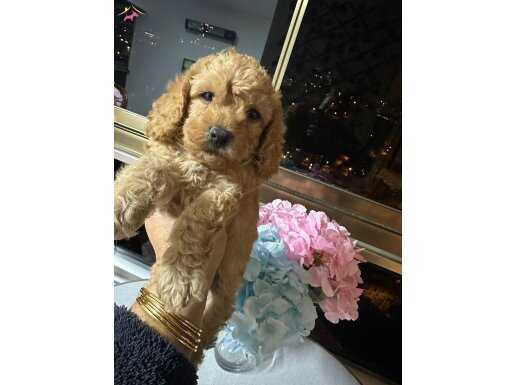 Harıka egıtımlı toy poodlye