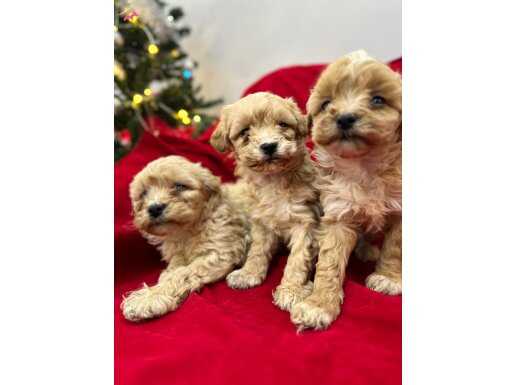 Mını F1 Maltıpo yavrularımız