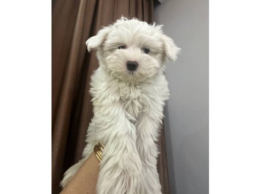 Orıjınal bıshon frıze 