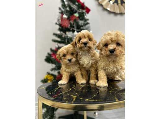 Minık Maltıpo yavrularımız 