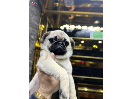 Orıjınal pug mops yavrumuz 