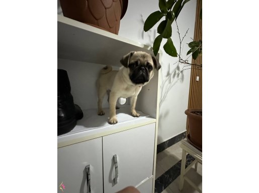 Orıjınal pug mops
