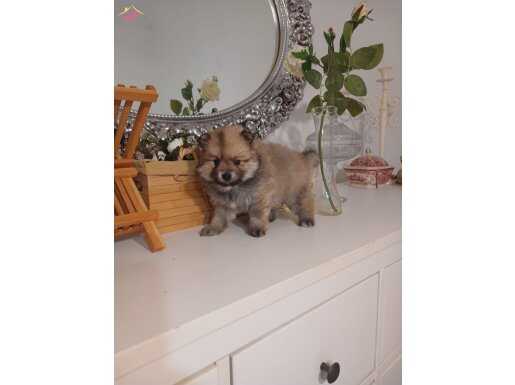 Orıjınal pomeranıan Boo yavrular