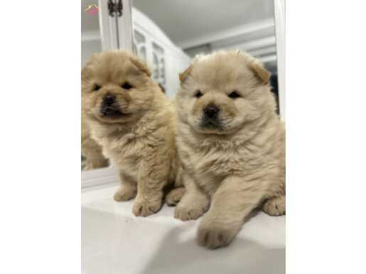 Cın aslanı yavrularımız üst kalıte