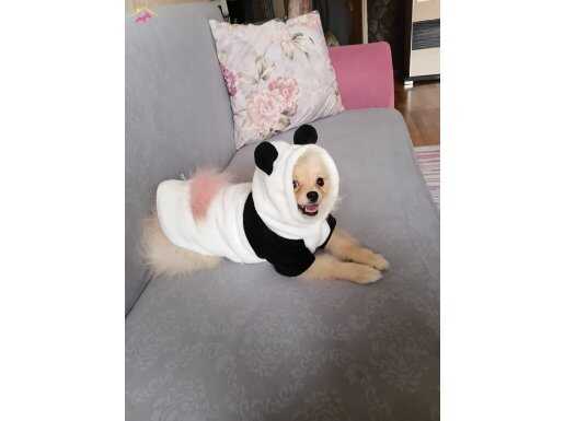 Pomeranıan yavrumuz 6aylık