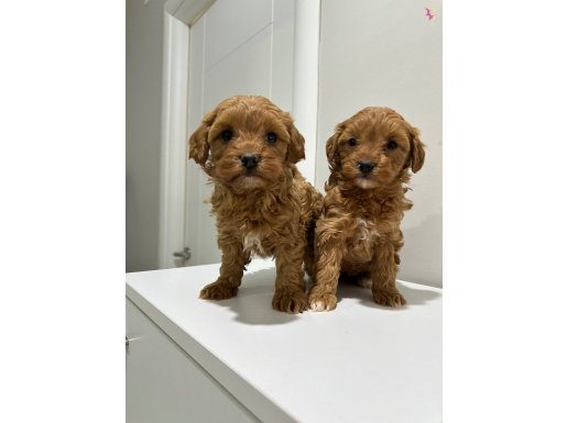 Toy poodlye ayarında mını maltıpo bebekler