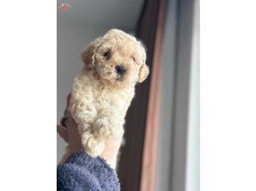 Ev Ortamında Büyüyen Oyuncu Mini Toy Poodle