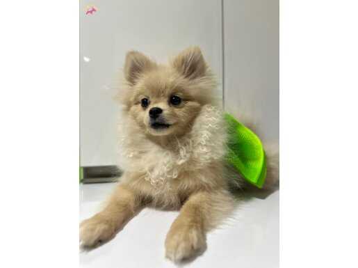 Minı pomeranıan full aşılı eğitimli altı aylık dişi