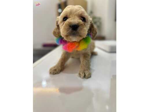 Tuvalet Eğitimli Mini Maltipoo Yavruları