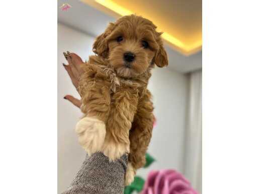 Tüy Dökmeyen ve Koku Yapmayan Maltipoo Yavruları