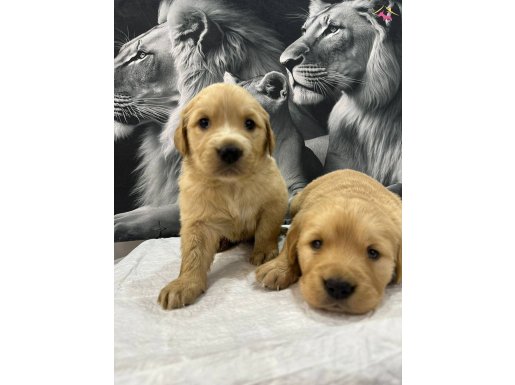 Bebek Yüzlü Orijinal Golden Retriever Yavruları