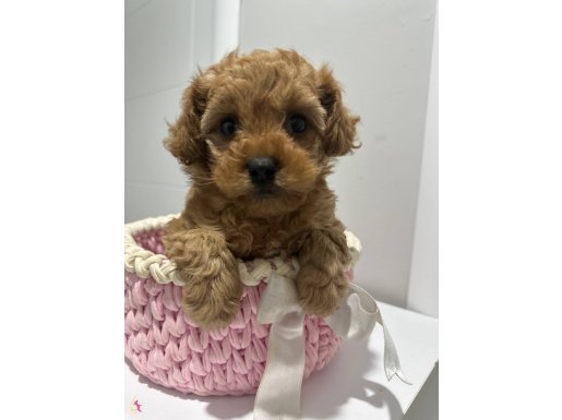 Ankara Çankaya’da Tuvalet Eğitimli Oyuncak Peluş: Kore Poodle Yavrusu