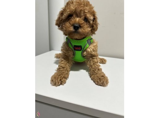 Antialerjik Mini Boy Orijinal Kore Poodle | Eğitimi Hazır Sosyal Dost