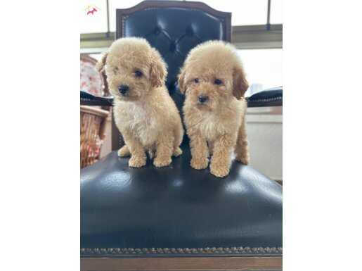 Ev Konforunda Yetişmiş Kıvırcık Yumak Toy Poodle Yavruları