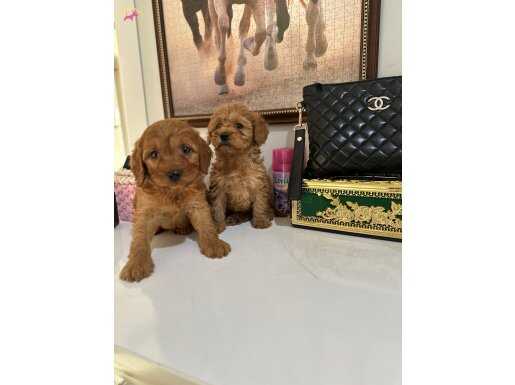 Ankara Çankaya'da Ev Ortamına Tam Uyumlu Kore Maltipo Yavruları