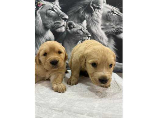 Bebek Yüzlü Golden Retriever Yavruları