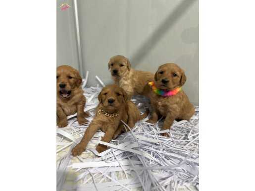 Golden Retriever Tarçın Bebekler