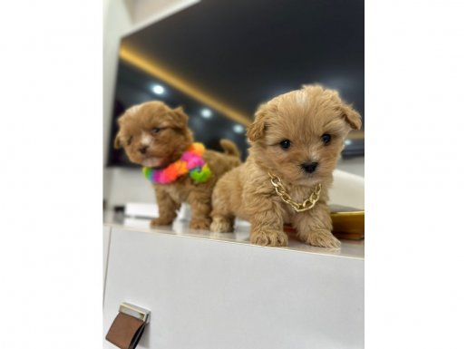 Mini Maltipoo Bebeklerimiz