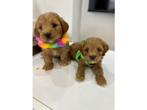 Akıllı ve Oyuncu Mini Maltipoo Yavruları