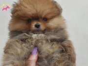 Ukrayna gırışlı orıjınal Teacup ve 0numara gerçek pomeranıan