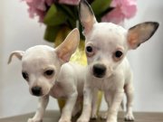 Elma kafa Shıvava yavrularımız