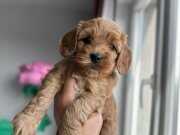 HarikaRed Maltipo yavrularımız