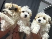 Gerçek morkı yavrularımız