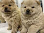 Cın aslanı yavrularımız üst kalıte