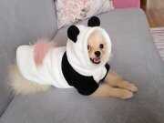 Pomeranıan yavrumuz 6aylık