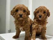 Toy poodlye ayarında mını maltıpo bebekler