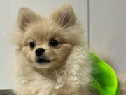 Minı pomeranıan full aşılı eğitimli altı aylık dişi