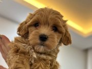 Tüy Dökmeyen ve Koku Yapmayan Maltipoo Yavruları