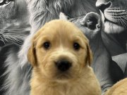 Bebek Yüzlü Orijinal Golden Retriever Yavruları