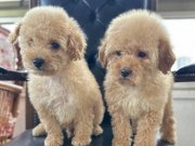 Ev Konforunda Yetişmiş Kıvırcık Yumak Toy Poodle Yavruları