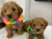 Akıllı ve Oyuncu Mini Maltipoo Yavruları