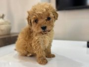 Çok küçük Kıvırcık Kuzu Maltipoo