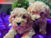 Bulut Yumuşaklığında Mini maltipoo 