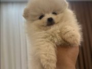 Orjinal Boo yavrularımız