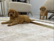 Toy Poodle