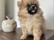 Pomeranıan Yavrularımız