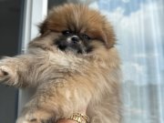 Aşılı Pomeranian boo bebeklerımız
