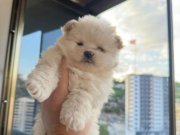 Pomeranıan boo 