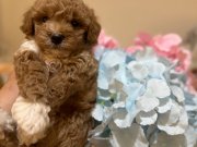 Kore toy poodlye 