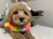 Toy poodlye 