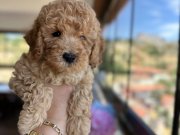 Toy Poodle Yavrularımız 